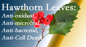 Pflugerville Wellness Center shares new research regarding the flavonoids of the hawthorn tree leaves’ extract that are antioxidant, antibacterial, antimicrobial and anti-cell death. 