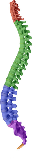 Pflugerville Wellness Center aims to help maintain or attain a healthy spine with healthy discs with Pflugerville chiropractic care.