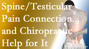 Pflugerville Wellness Center shares recent research on the connection of testicular pain to the spine and how chiropractic care helps its relief.