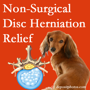 Often, the Pflugerville disc herniation treatment at Pflugerville Wellness Center effectively reduces back pain for those with disc herniation. (Veterinarians treat dachshunds’ discs conservatively, too!) 
